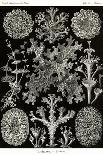 Amoeboid Protozoans-Ernst Haeckel-Art Print