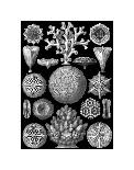Tree of Life from the Evolution of Man-Ernst Haeckel-Giclee Print