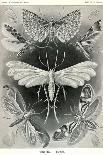 Amoeboid Protozoans-Ernst Haeckel-Art Print