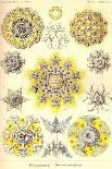 Nudibranch Gastropod Mollusks-Ernst Haeckel-Art Print