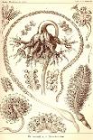 Ascidiae, Plate 85 from `Kunstformen Der Natur`, 1899-1904-Ernst Haeckel-Giclee Print