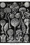Actiniae-Ernst Haeckel-Art Print