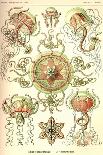 Jellyfish: Leonura Terminalis-Ernst Haeckel-Art Print