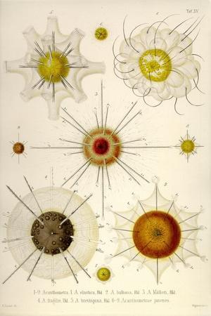 Ernst Haeckel Animals Wall Art: Prints, Paintings & Posters Ernst Haeckel Animals Wall Art: Prints, Paintings & Posters
