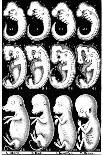 Mammal Embryos, 1905-Ernst Heinrich Philipp August Haeckel-Framed Giclee Print