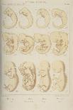 Haeckel's Scheme of Evolution Displayed in the Form of a Tree, 1910-Ernst Heinrich Philipp August Haeckel-Giclee Print