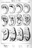 Haeckel's Comparision of Embryos of Pig, Cow, Rabbit and Man-Ernst Heinrich Philipp August Haeckel-Mounted Giclee Print