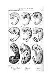 Mammal Embryos, 1910-Ernst Heinrich Philipp August Haeckel-Giclee Print