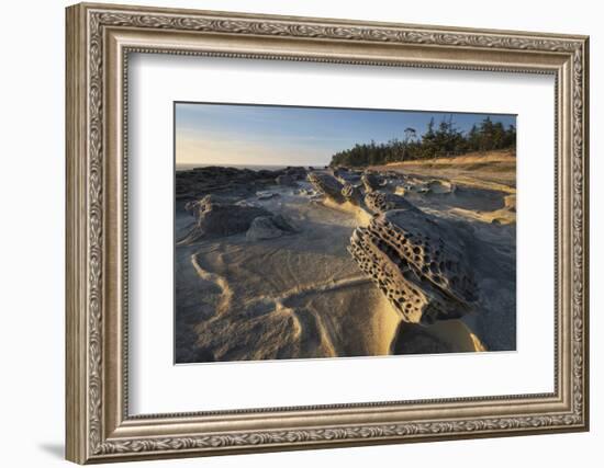 Eroded sandstone concretions and formations at Shore Acres State Park, Oregon.-Alan Majchrowicz-Framed Photographic Print