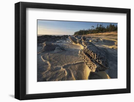 Eroded sandstone concretions and formations at Shore Acres State Park, Oregon.-Alan Majchrowicz-Framed Photographic Print