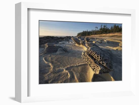 Eroded sandstone concretions and formations at Shore Acres State Park, Oregon.-Alan Majchrowicz-Framed Photographic Print