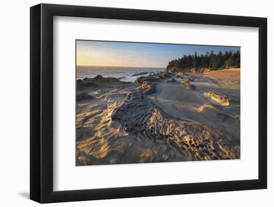 Eroded sandstone concretions and formations at Shore Acres State Park, Oregon.-Alan Majchrowicz-Framed Photographic Print