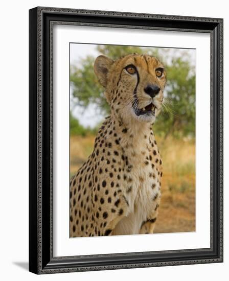 Erongo Region, Damarland, A Cheetah, Namibia-Mark Hannaford-Framed Photographic Print