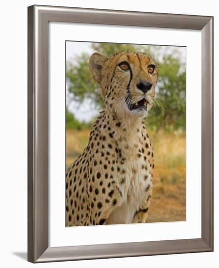 Erongo Region, Damarland, A Cheetah, Namibia-Mark Hannaford-Framed Photographic Print