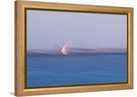 Errant Wings-Jacob Berghoef-Framed Premier Image Canvas