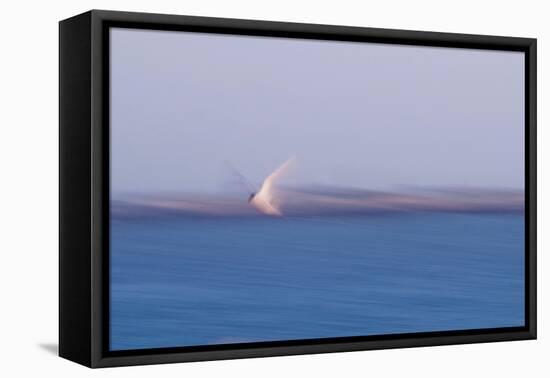 Errant Wings-Jacob Berghoef-Framed Premier Image Canvas