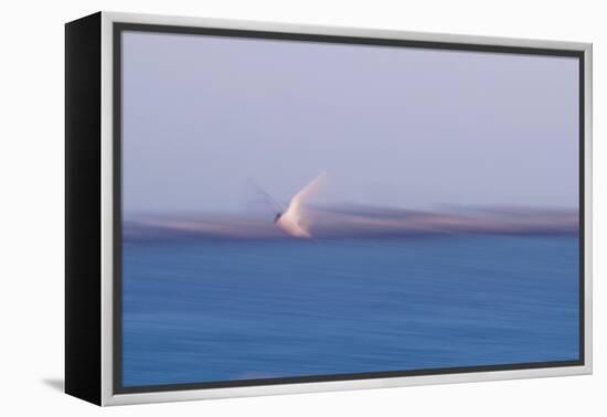 Errant Wings-Jacob Berghoef-Framed Premier Image Canvas