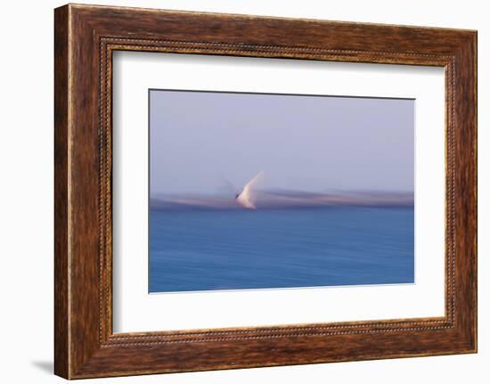 Errant Wings-Jacob Berghoef-Framed Photographic Print