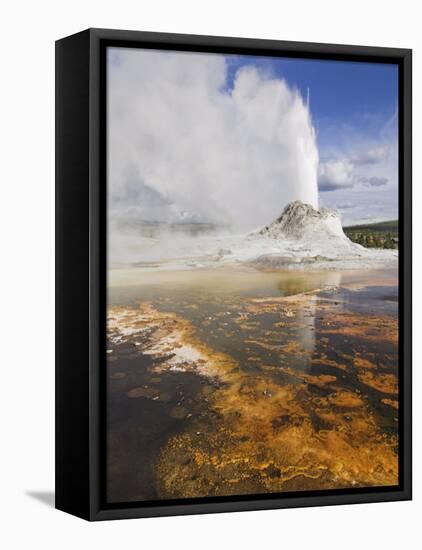 Eruption of Castle Geyser, Upper Geyser Basin, Yellowstone National Park, Wyoming, USA-Neale Clarke-Framed Premier Image Canvas