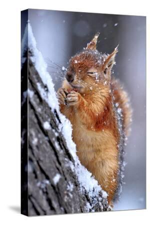 WILD SQUIRREL EATING A NUT IN A PINE TREE ANIMAL PAINTING ART REAL CANVAS PRINT