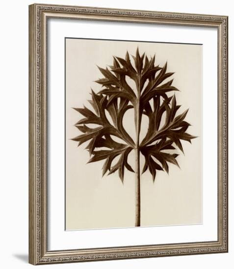 Eryngium Bourgatii, Eryngo-Karl Blossfeldt-Framed Art Print