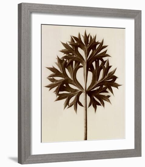 Eryngium Bourgatii, Eryngo-Karl Blossfeldt-Framed Art Print