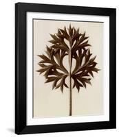 Eryngium Bourgatii, Eryngo-Karl Blossfeldt-Framed Art Print