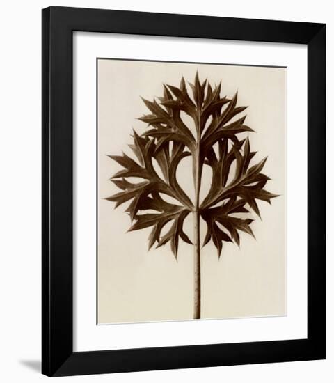 Eryngium Bourgatii, Eryngo-Karl Blossfeldt-Framed Art Print