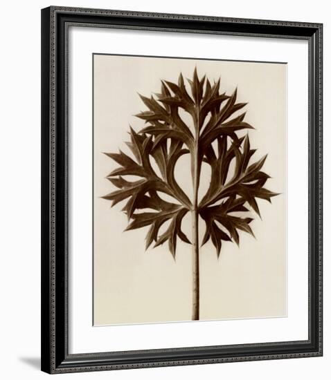 Eryngium Bourgatii, Eryngo-Karl Blossfeldt-Framed Art Print