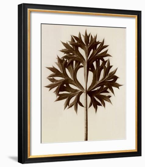 Eryngium Bourgatii, Eryngo-Karl Blossfeldt-Framed Art Print