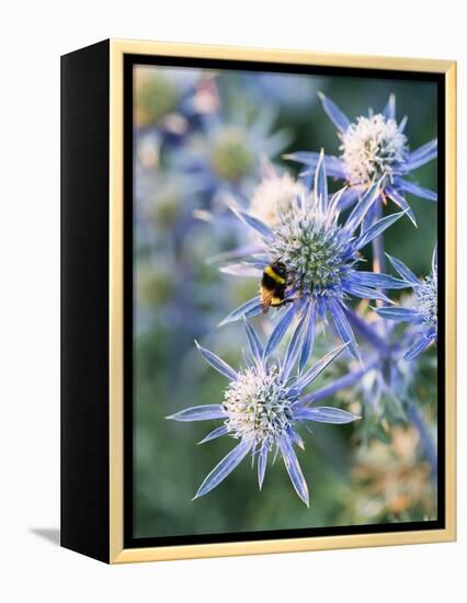 Eryngium BOURGATII 'PICOS BLUE'-Clive Nichols-Framed Premier Image Canvas