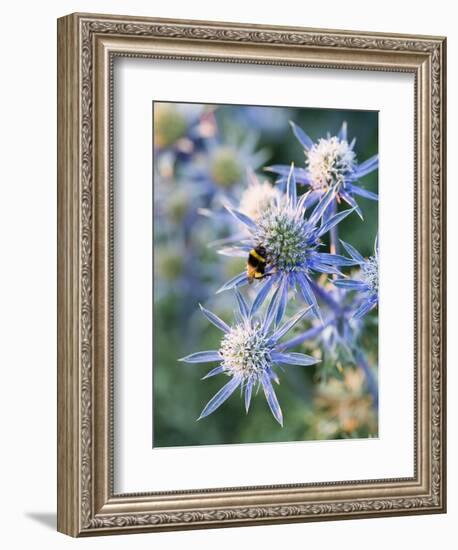 Eryngium BOURGATII 'PICOS BLUE'-Clive Nichols-Framed Photographic Print