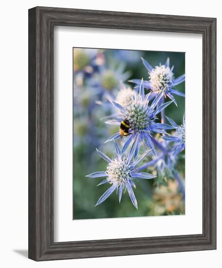 Eryngium BOURGATII 'PICOS BLUE'-Clive Nichols-Framed Photographic Print