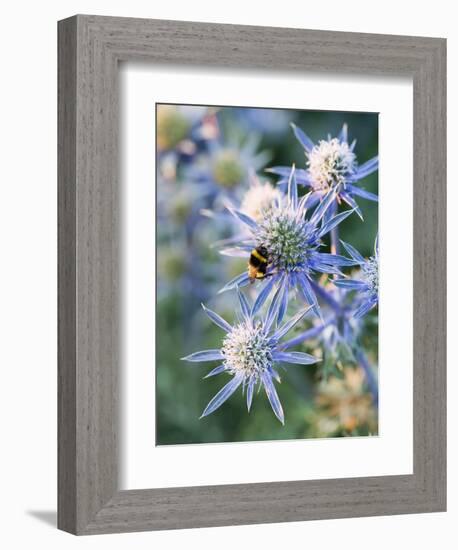 Eryngium BOURGATII 'PICOS BLUE'-Clive Nichols-Framed Photographic Print