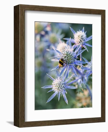 Eryngium BOURGATII 'PICOS BLUE'-Clive Nichols-Framed Photographic Print