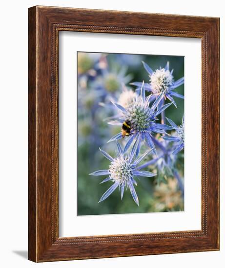 Eryngium BOURGATII 'PICOS BLUE'-Clive Nichols-Framed Photographic Print