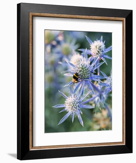 Eryngium BOURGATII 'PICOS BLUE'-Clive Nichols-Framed Photographic Print