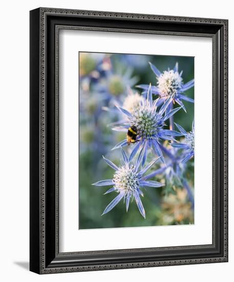 Eryngium BOURGATII 'PICOS BLUE'-Clive Nichols-Framed Photographic Print