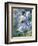 Eryngium BOURGATII 'PICOS BLUE'-Clive Nichols-Framed Photographic Print