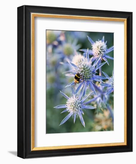 Eryngium BOURGATII 'PICOS BLUE'-Clive Nichols-Framed Photographic Print