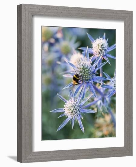 Eryngium BOURGATII 'PICOS BLUE'-Clive Nichols-Framed Photographic Print