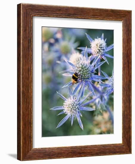 Eryngium BOURGATII 'PICOS BLUE'-Clive Nichols-Framed Photographic Print