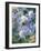 Eryngium BOURGATII 'PICOS BLUE'-Clive Nichols-Framed Photographic Print