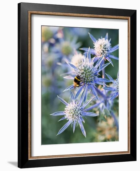 Eryngium BOURGATII 'PICOS BLUE'-Clive Nichols-Framed Photographic Print