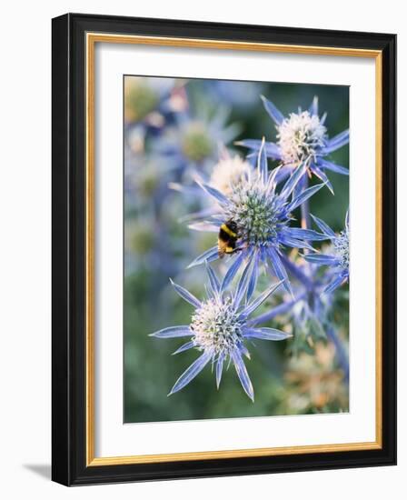 Eryngium BOURGATII 'PICOS BLUE'-Clive Nichols-Framed Photographic Print