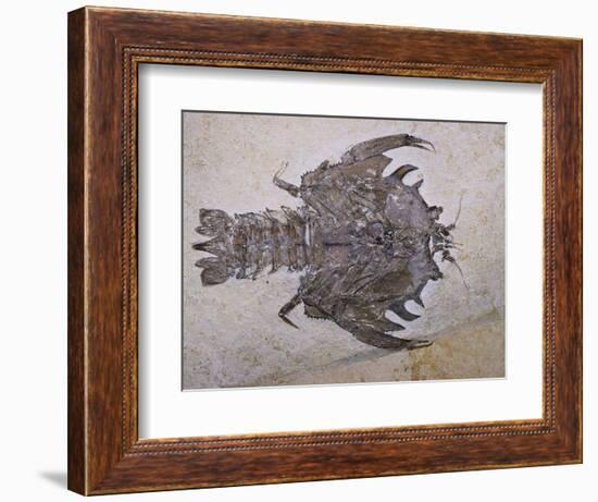 Eryon Arctiformis Crab Fossil-Naturfoto Honal-Framed Photographic Print