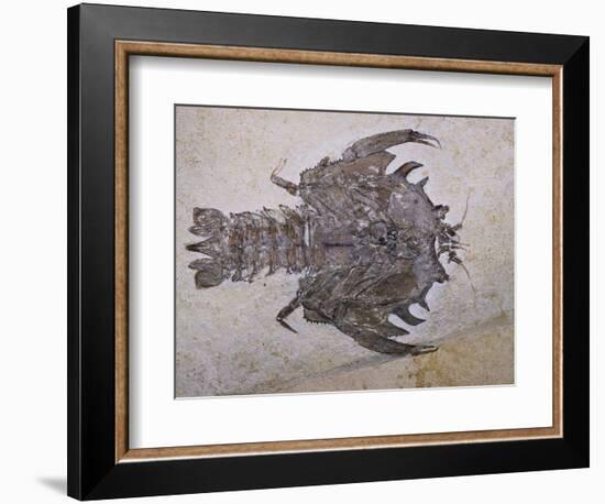 Eryon Arctiformis Crab Fossil-Naturfoto Honal-Framed Photographic Print