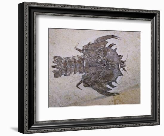 Eryon Arctiformis Crab Fossil-Naturfoto Honal-Framed Photographic Print