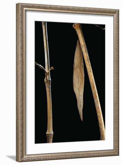 Eryphanis Aesacus (Giant Owl Butterfly) - Pupa Camouflaged on Bamboo Twig-Paul Starosta-Framed Photographic Print