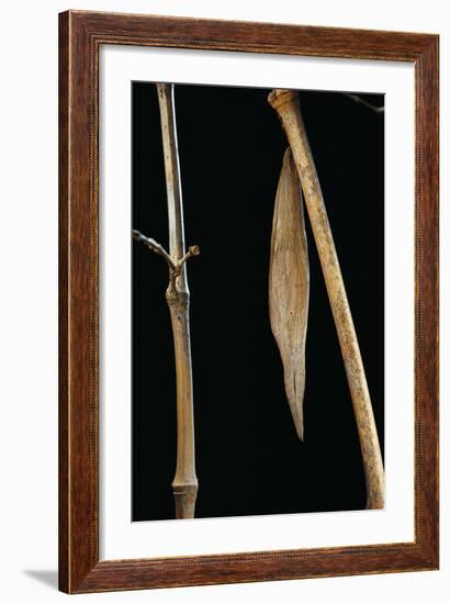 Eryphanis Aesacus (Giant Owl Butterfly) - Pupa Camouflaged on Bamboo Twig-Paul Starosta-Framed Photographic Print